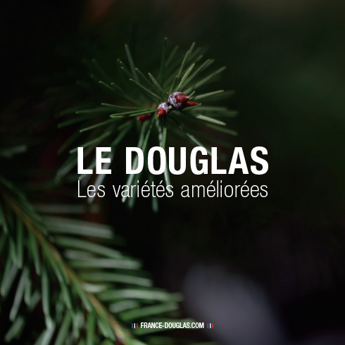 Les variétés améliorées : préparer les Douglas de demain