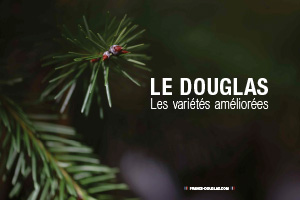 Les variétés améliorées : préparer les Douglas de demain